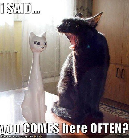 funny_pictures_loud_cat_pickup_line