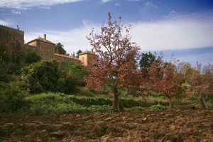 Monastère_de_Tibhirine_vue_des_champs