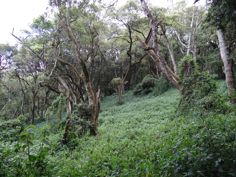 Forêt équatoriale