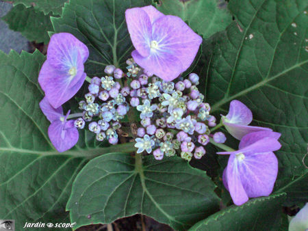 Hortensia