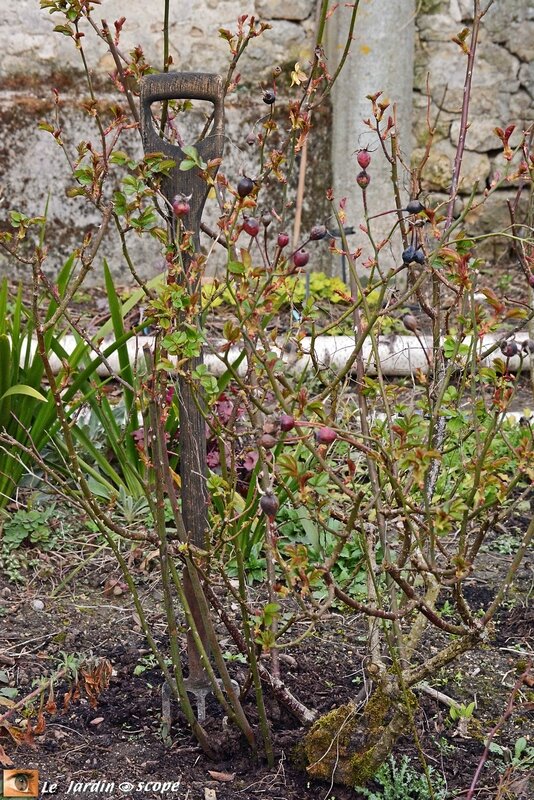 Jardin d'André Eve