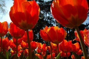 normal_tulipes_oranges