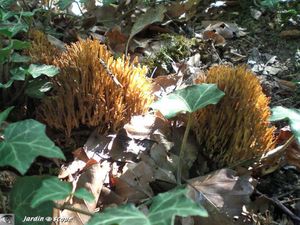 artomyces_pyxidatus 4