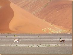 Parc du Namib, Sossusleiv (3)