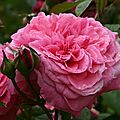 La rose <b>Mireille</b> <b>Darc</b>