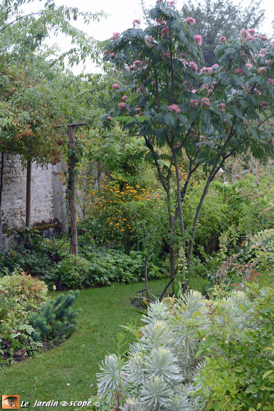 Euphorbe variegata sur fond d'Albizzia