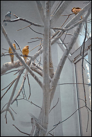 Tropical_Poland_Daaram_Jollant