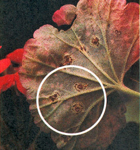 Rouille_pelargonium