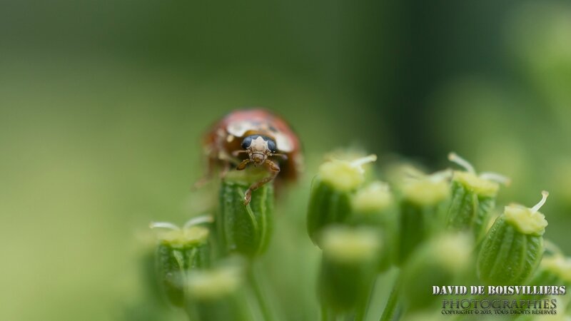 Coccinelle asiatique (Harmonia axyridis)