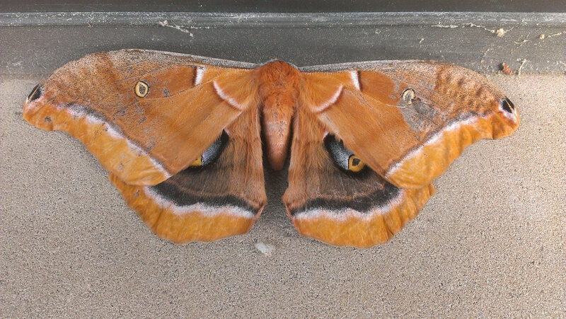 Image papillon orange