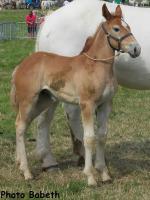 pouliche par Oslo 85 et Athena 15 - Concours National - Samer (62) - 26 juillet 2014