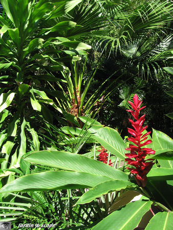 Alpinia_purpurata