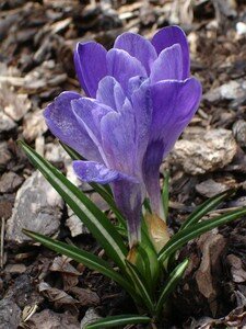 crocus