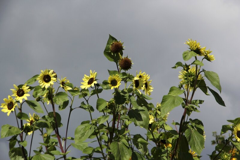 tournesols (2)