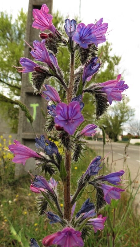 Echium vulgare