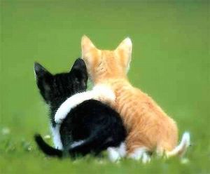 cats_love_19