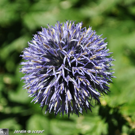 Echinops