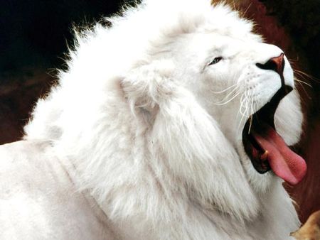 lion_blanc