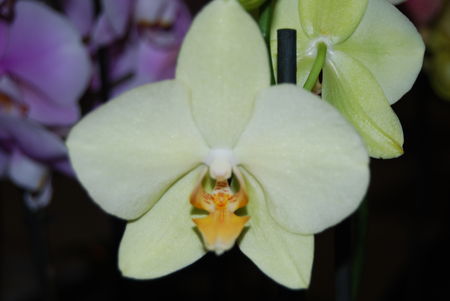 orchid_es_2010_033