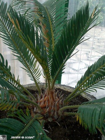 Cycas_revoluta_2_