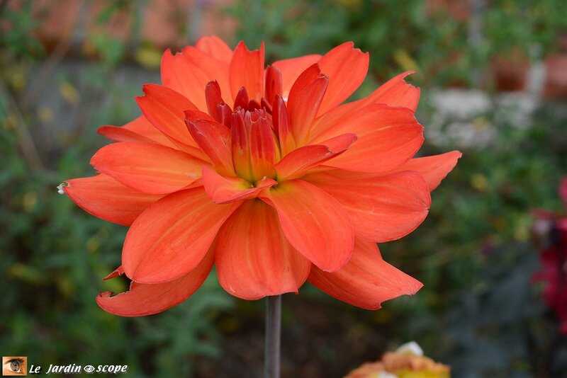 PAT_1049-Dahlia-Tour-du-Monde