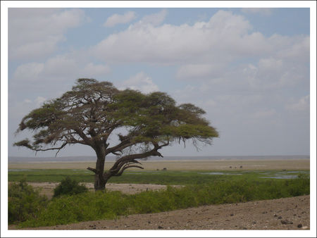 KENYA_Amboseli_Paysage