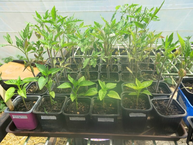 plant tomates