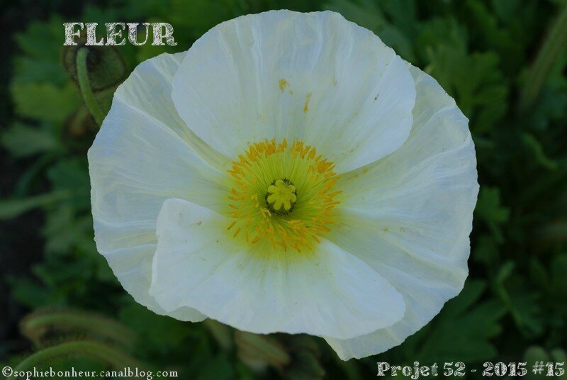 fleur