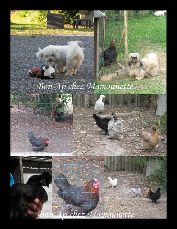poules et chiens