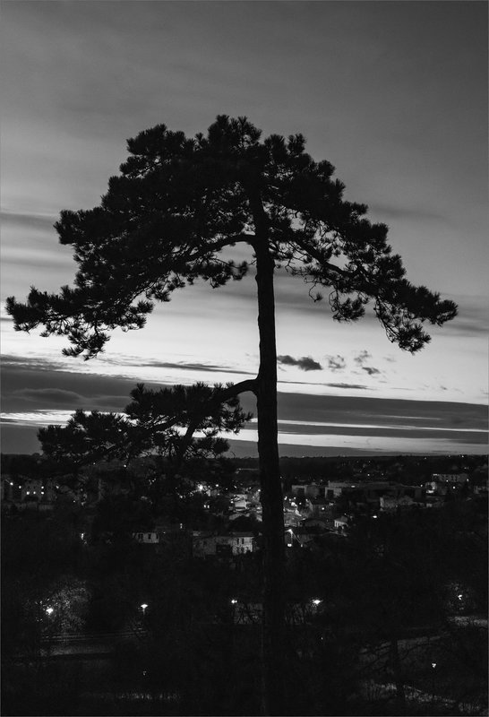 Ville soir 281121 ym 13 nb arbre