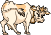 Vaches_46_1_