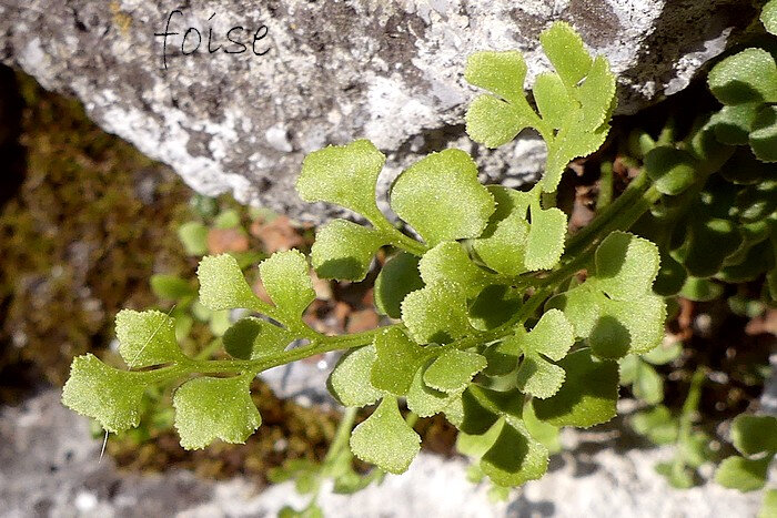 pinnules en forme de losanges ou d'éventails de 3-8 mm dentées au sommet