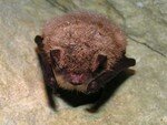 Myotis_emarginatus