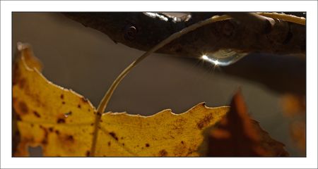 goutte_eau_feuille_morte_Galuchet_171010