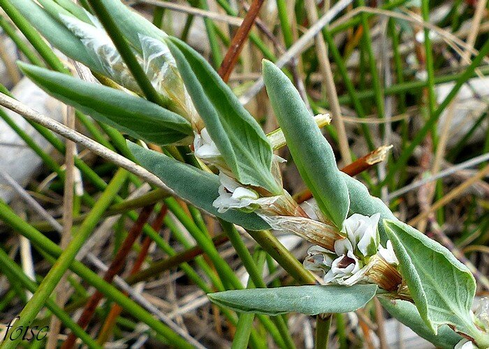 feuilles alternes elliptiques-lancéolées coriaces nervées à bords roulés