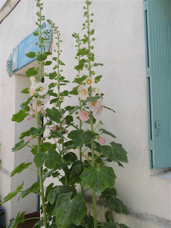 Roses trémières