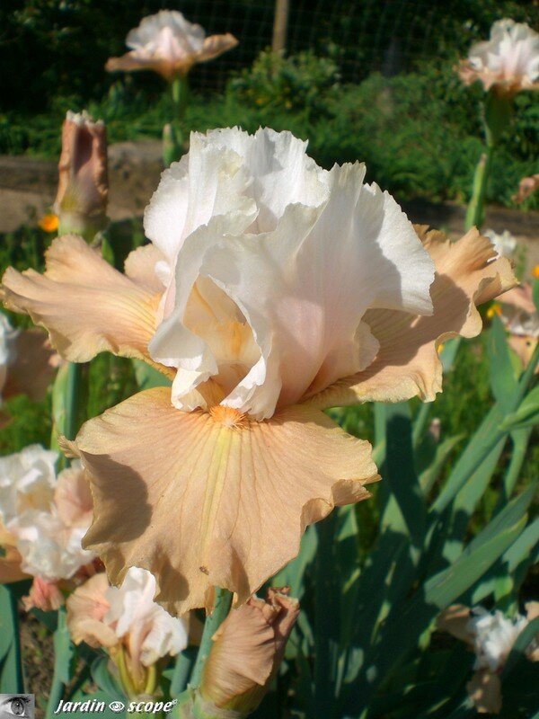 Iris