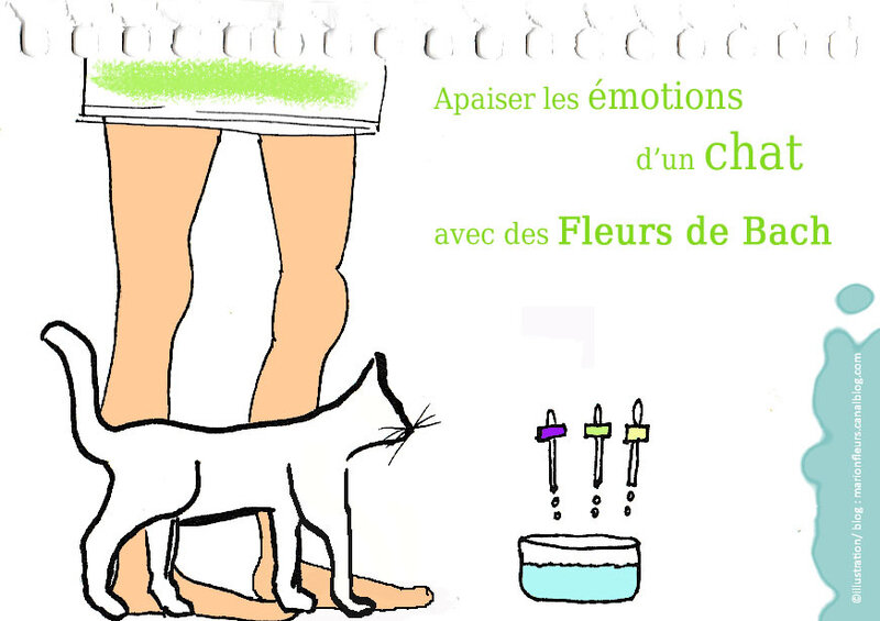 Chat et Fleurs de Bach ; marionfleurs