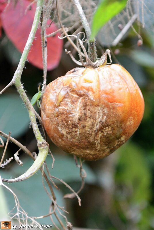 Mildiou-sur-tomate