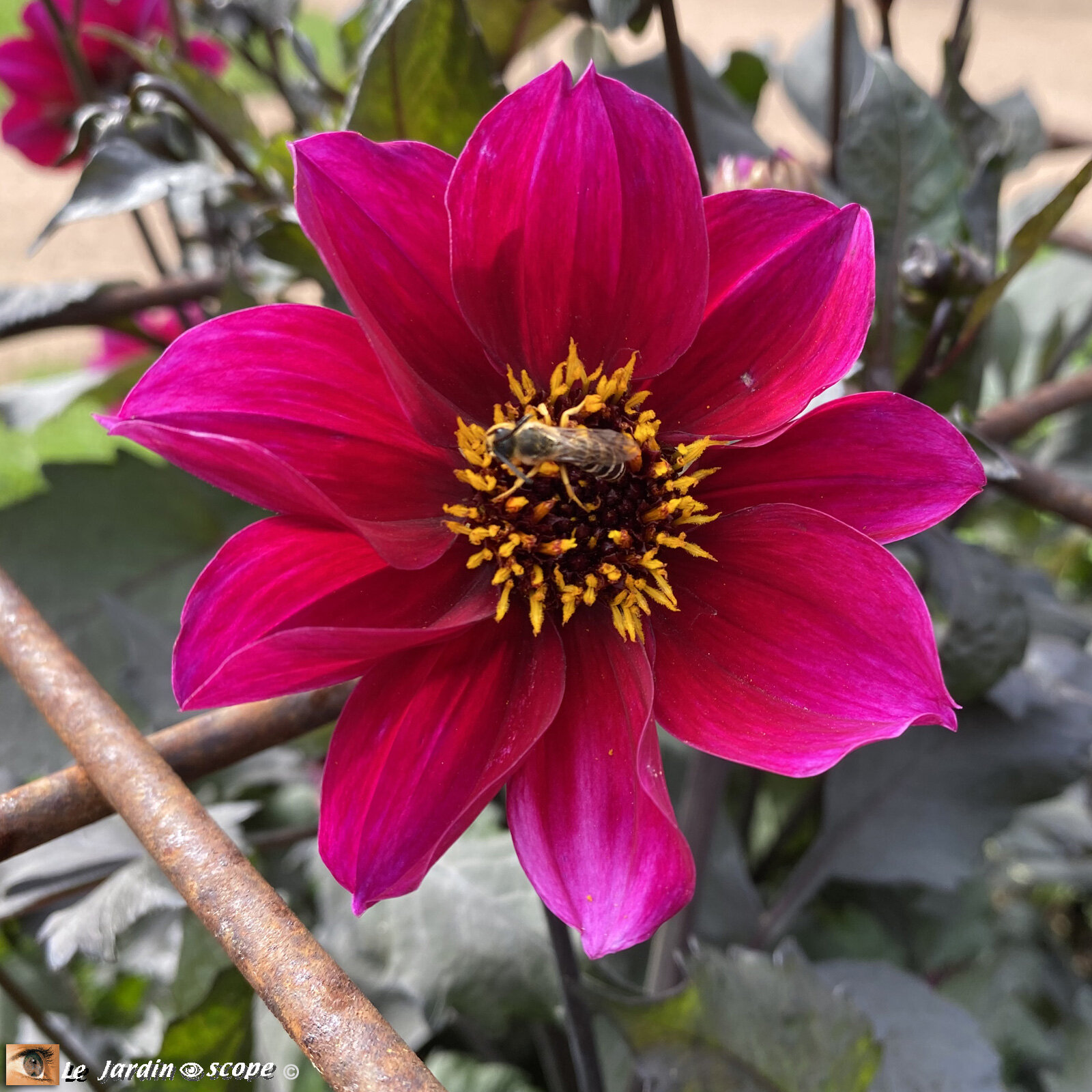 Dahlia-Simply-Red