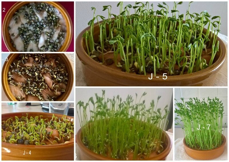 germination