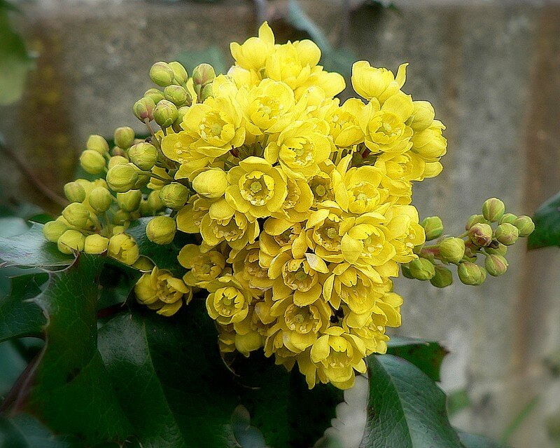 mahonia à feuilles de houx
