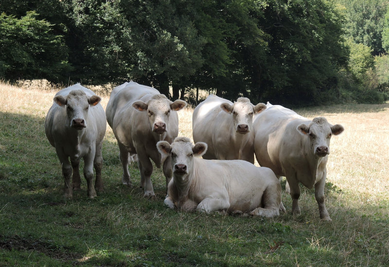 Champvoux, vaches qui posent (58)