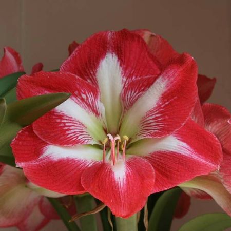 Amaryllis-minerva-56960-2