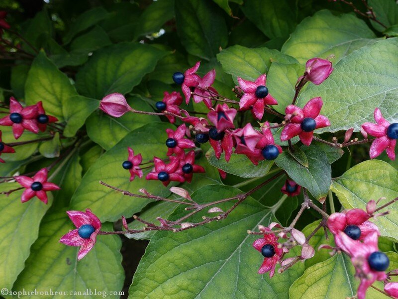 Loquidy les fleurs