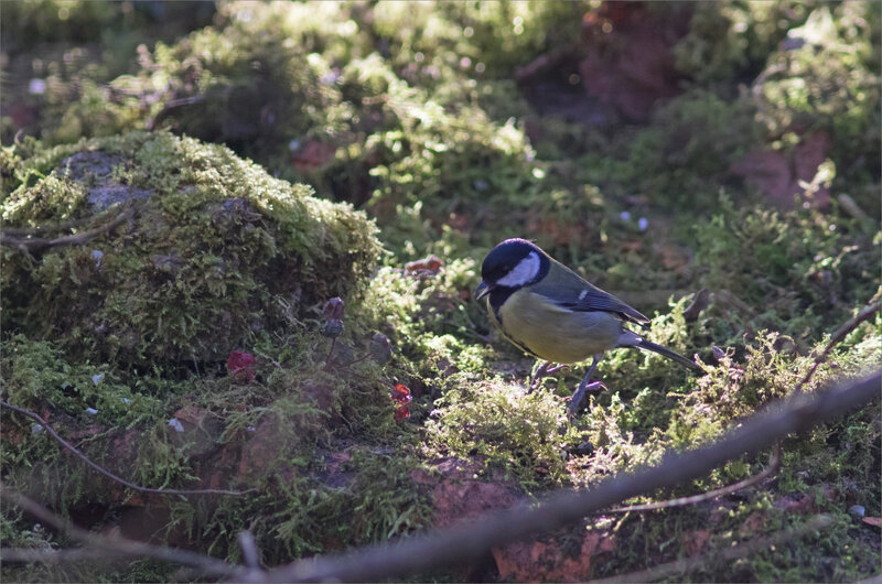 oiseau mésange charb mousse matin 060321 32 ym