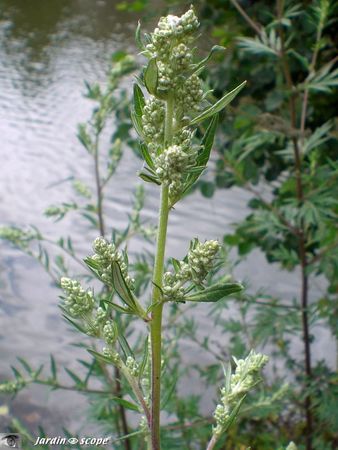 Artemisia‑vulgaris 1