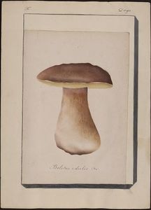 Gillet_Boletus_Edulis