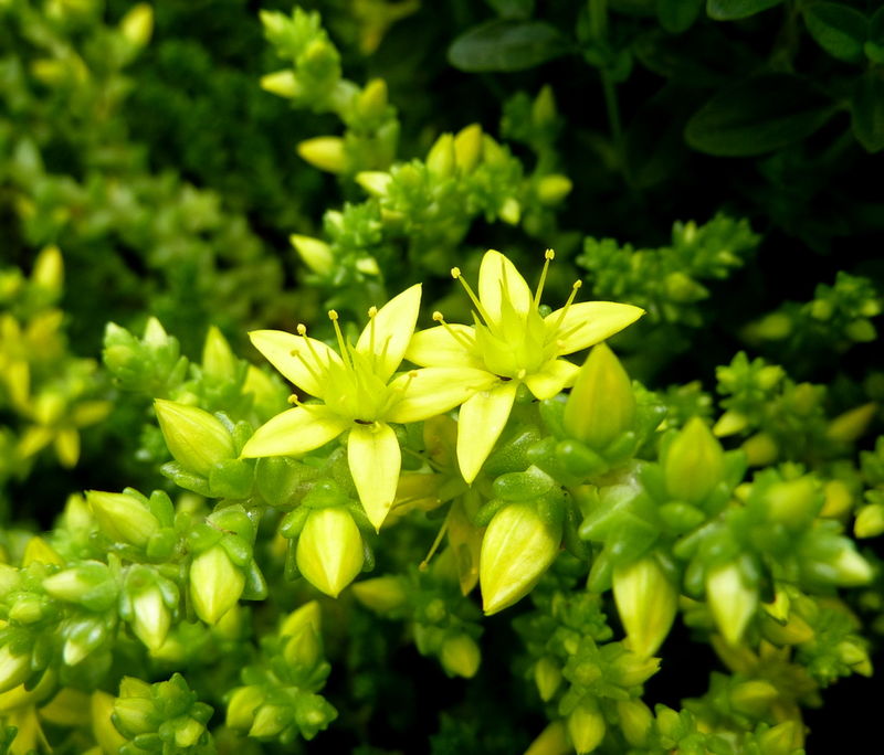 orpin âcre (ou sedum âcre, orpin brûlant, poivre des murailles)