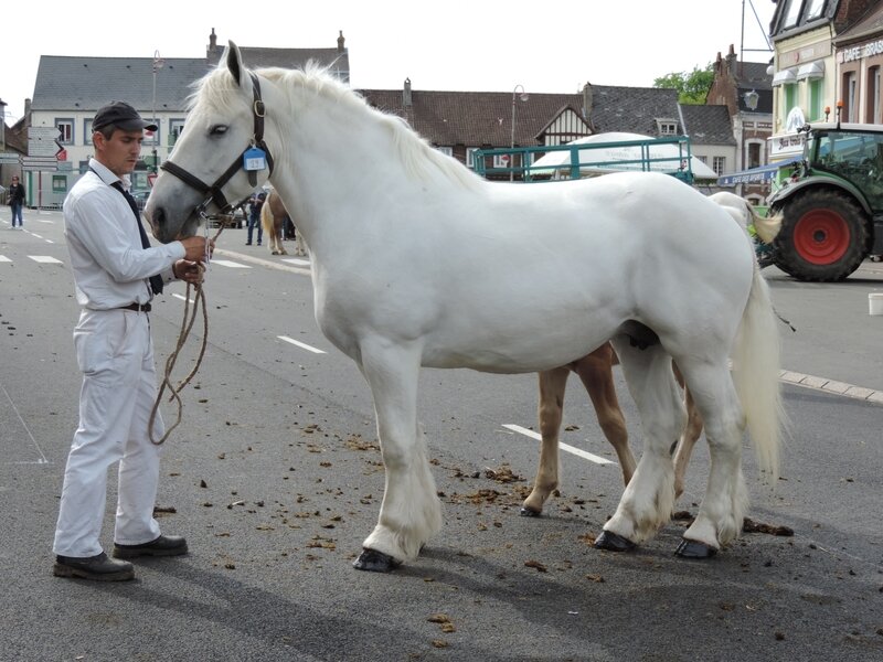 Bella du Clocher - 3 Juin 2017 - Concours d'élevage local - Fruges (62) - 7e (Suitées)